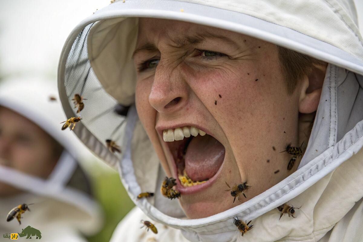 اگر ۱۰ زنبور را زنده زنده با هم قورت بدهیم چه می‌شود؟