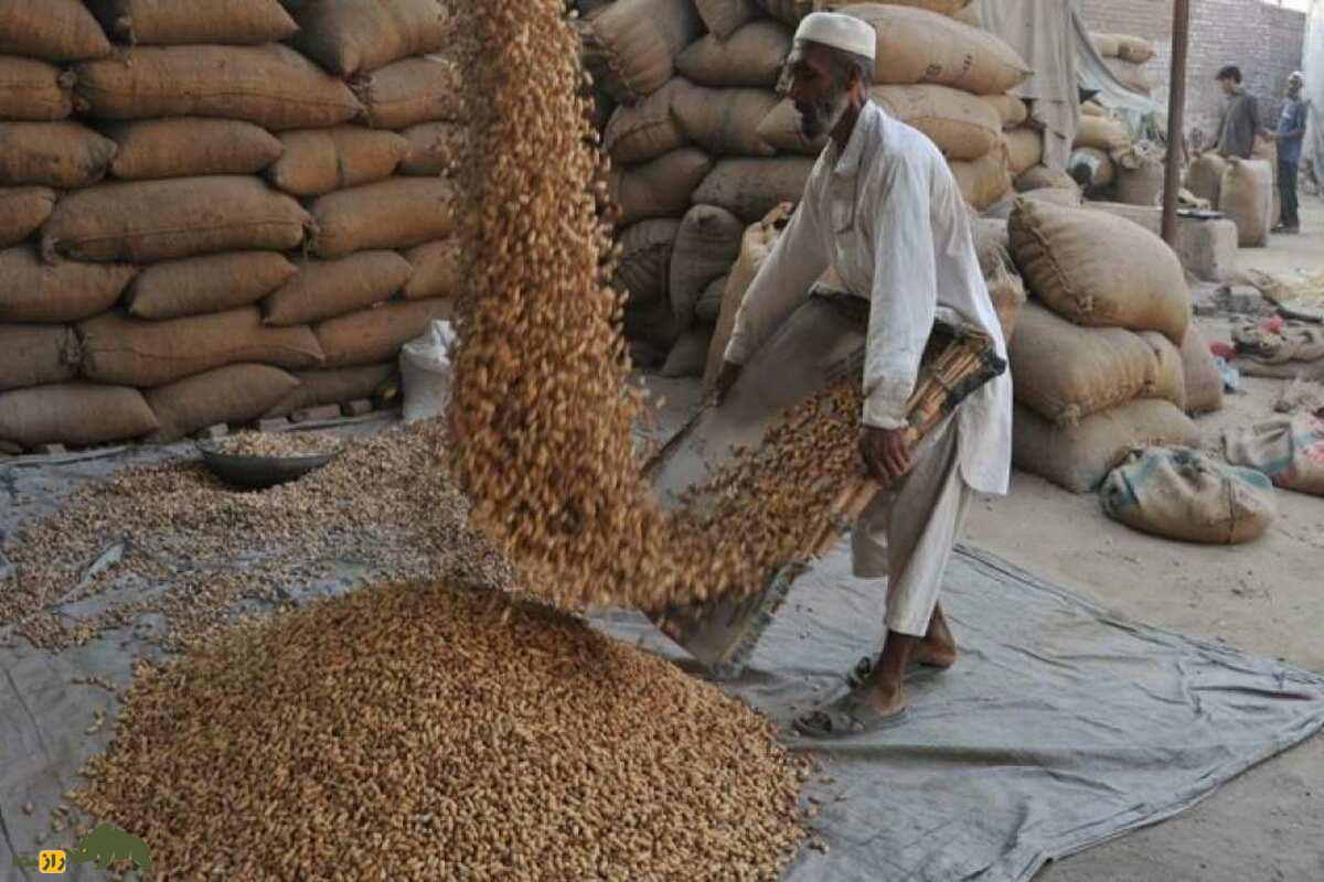چلغوزه افغانستان؛ طلای خوراکی کوههای هندوکش با قیمت نجومی و سود صادراتی شگفتانگیز چلغوزه افغانستان؛ طلای خوراکی کوههای هندوکش با قیمت نجومی و سود صادراتی شگفتانگیز