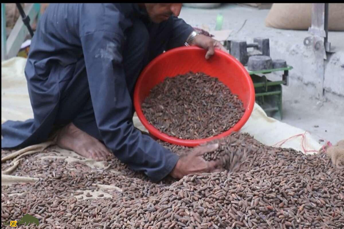 چلغوزه افغانستان؛ طلای خوراکی کوههای هندوکش با قیمت نجومی و سود صادراتی شگفتانگیز چلغوزه افغانستان؛ طلای خوراکی کوههای هندوکش با قیمت نجومی و سود صادراتی شگفتانگیز
