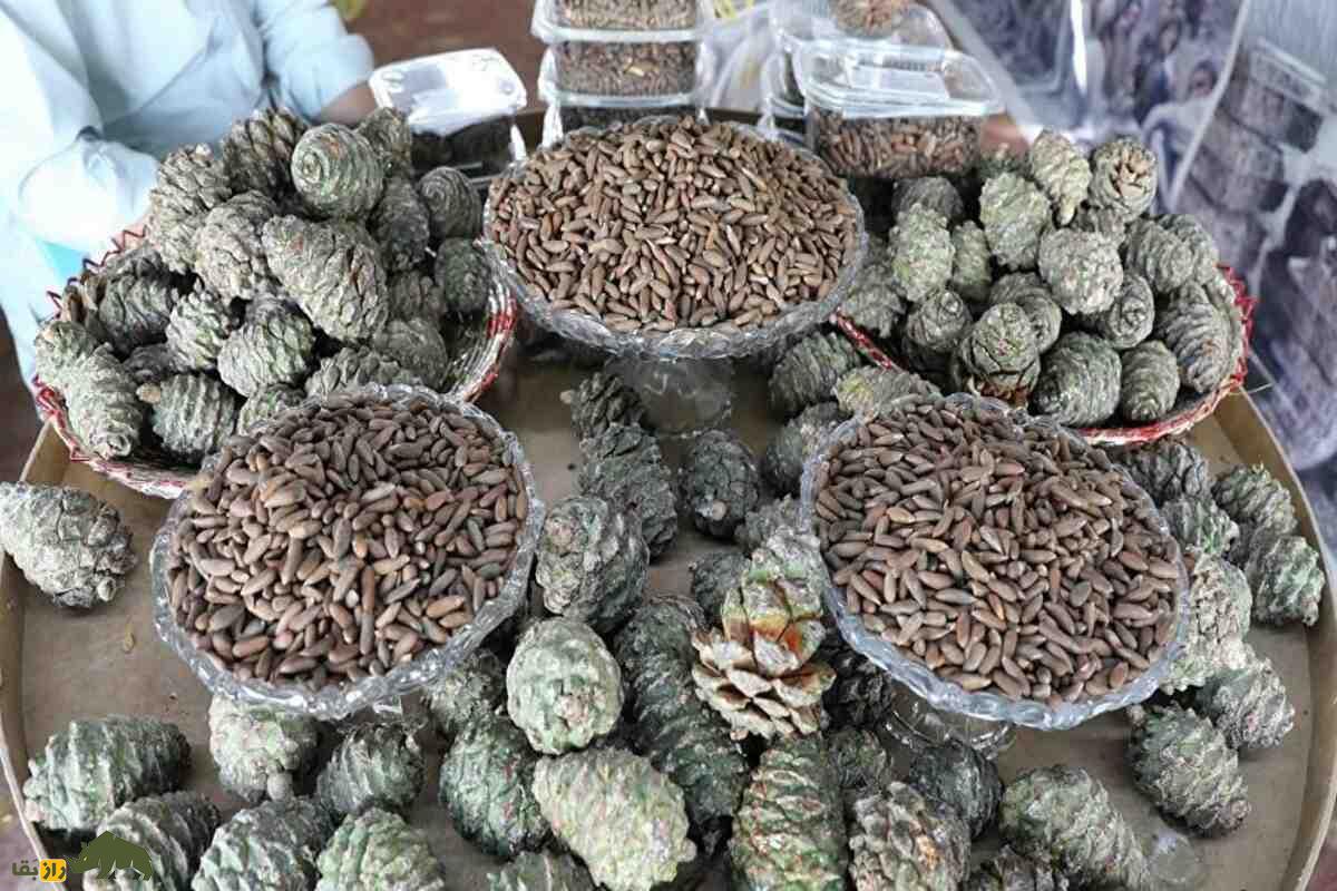 چلغوزه افغانستان؛ طلای خوراکی کوههای هندوکش با قیمت نجومی و سود صادراتی شگفتانگیز چلغوزه افغانستان؛ طلای خوراکی کوههای هندوکش با قیمت نجومی و سود صادراتی شگفتانگیز