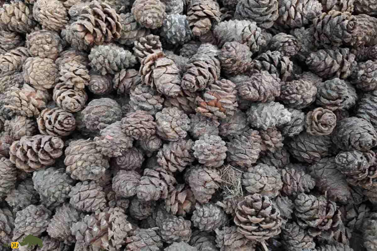 چلغوزه افغانستان؛ طلای خوراکی کوههای هندوکش با قیمت نجومی و سود صادراتی شگفتانگیز چلغوزه افغانستان؛ طلای خوراکی کوههای هندوکش با قیمت نجومی و سود صادراتی شگفتانگیز