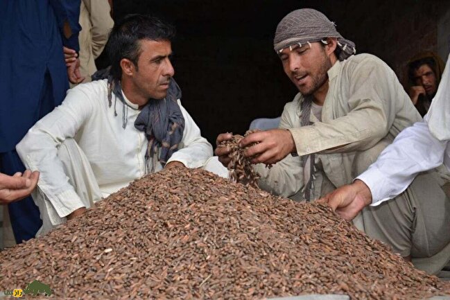 چلغوز؛ طلای خوراکی افغانستان که گرانترین و مغذیترین آجیل جهان است