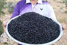 آلوکک؛ گیلاسی خودرو، خوشمزه و پرخاصیت که هم درمانگر است و هم باعث خفگی انسان میشود!