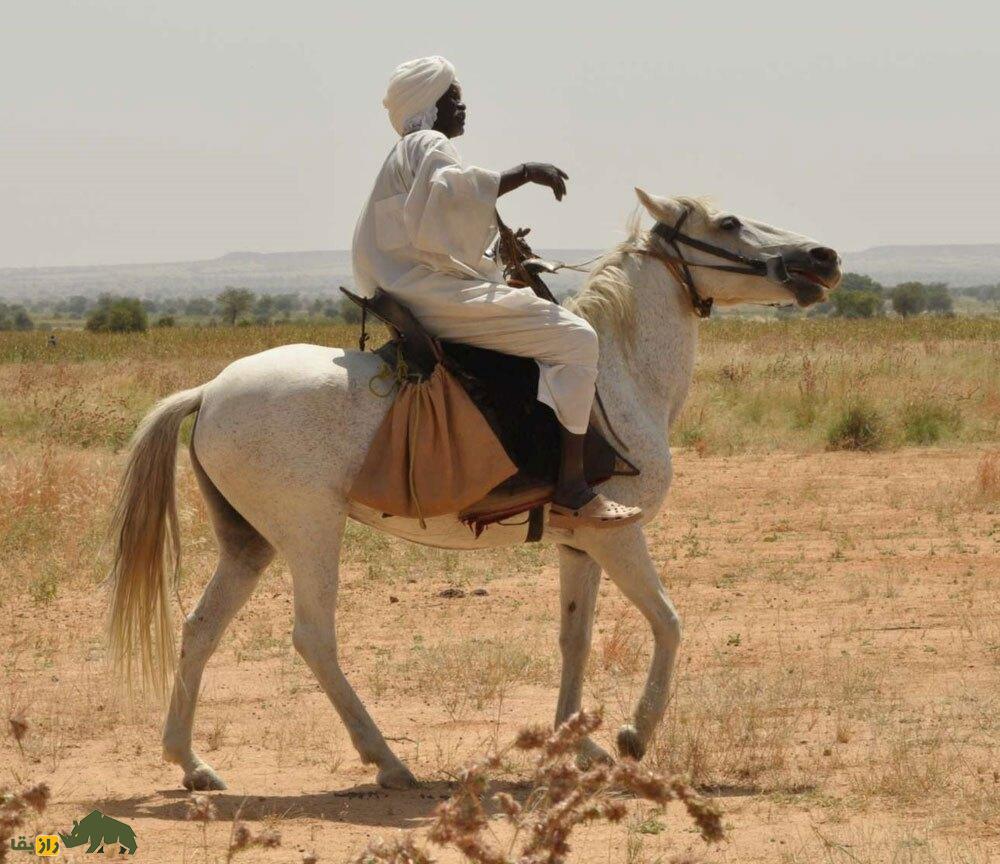 اسب تاولید؛ اسب معروف سودانی معروف به «بوگاتی صحرا» که روی زمینهای خاکی پرواز میکند! مرد سودانی سوار بر اسب در یک دشت خشک