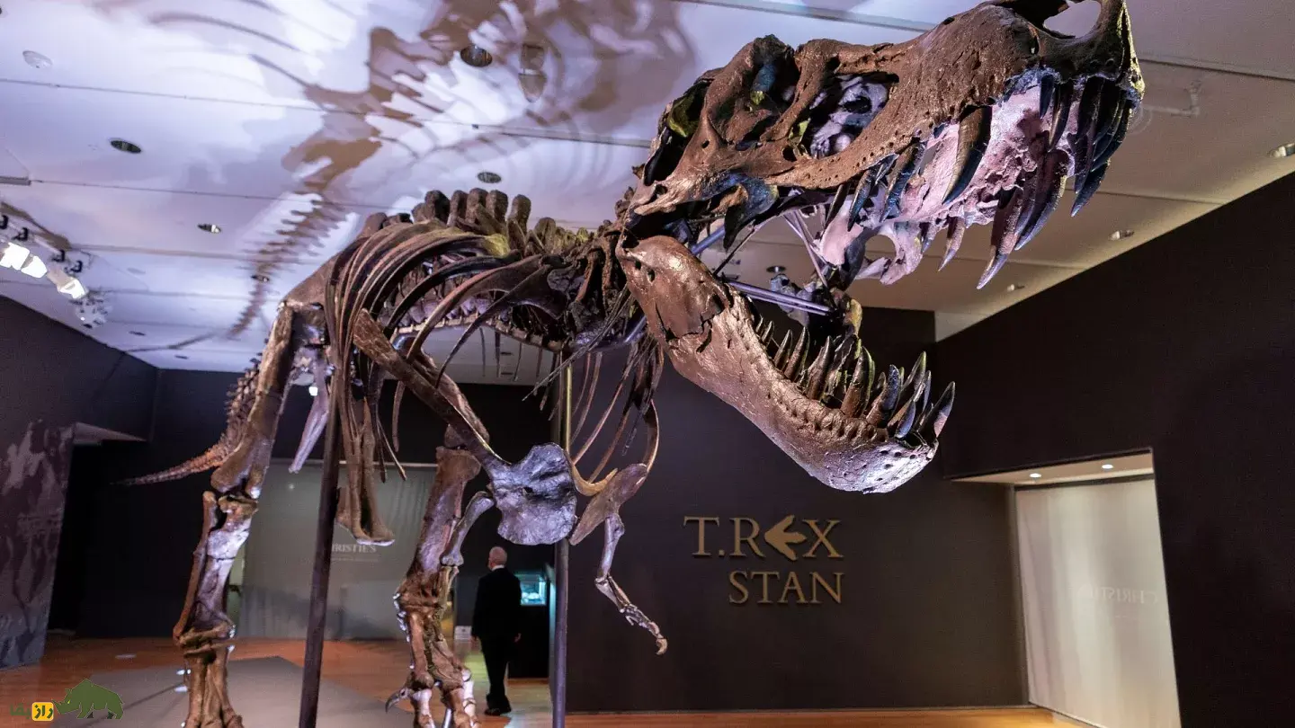 کاربرد عجیب برای فسیل هیولاهای باستانی؛ فسیل دایناسور سرطان را درمان میکند! فسیل دایناسور