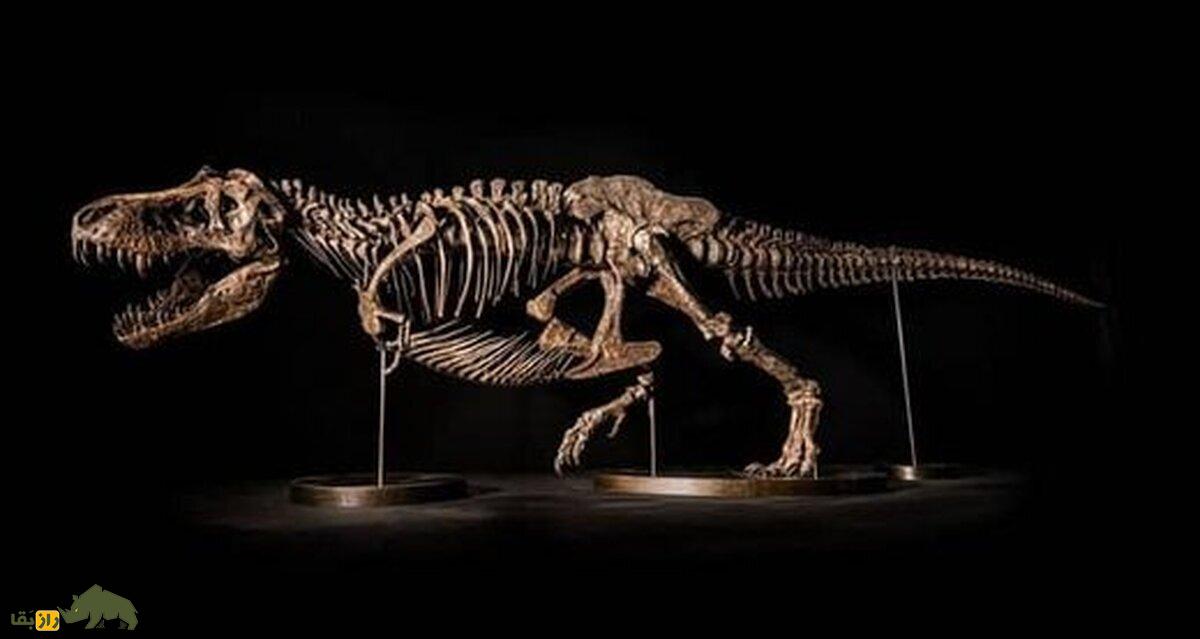 کاربرد عجیب برای فسیل هیولاهای باستانی؛ فسیل دایناسور سرطان را درمان میکند! فسیل دایناسور