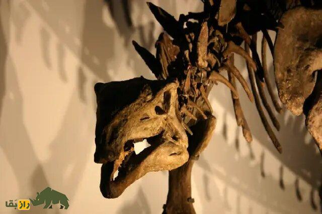 کاربرد عجیب برای فسیل هیولاهای باستانی؛ فسیل دایناسور سرطان را درمان میکند! فسیل دایناسور