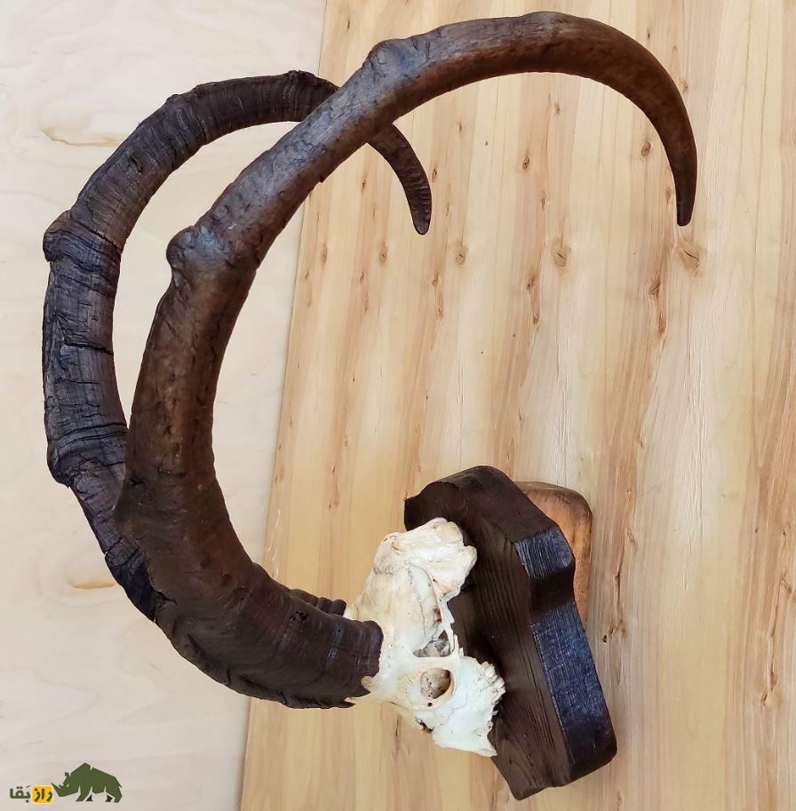 شاخ بز؛ چرا در روستاهای ایران بالای در ورودی خانهها شاخ بز نصب میکنند؟ شاخ بز