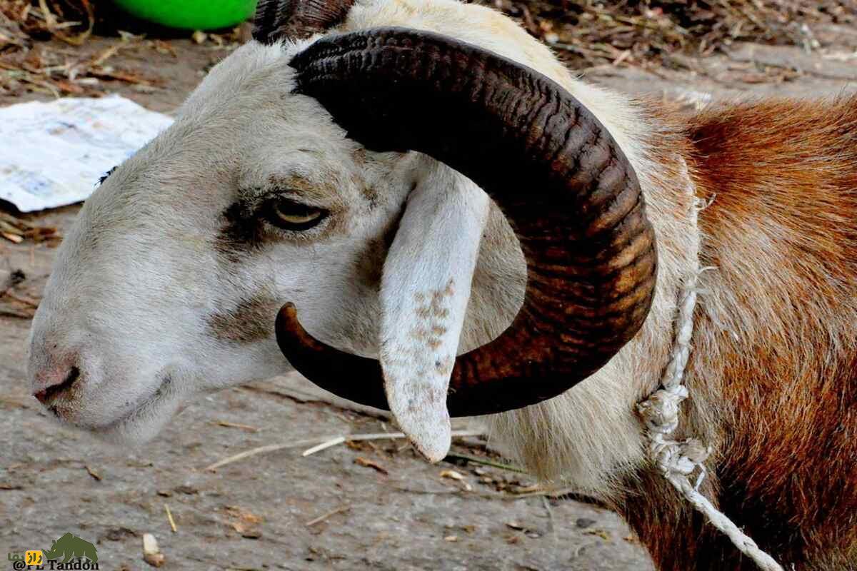 گردنبندی قوچها؛ چرا دامداران قشقایی و بختیاری پیش از فصل جفتگیری قوچ برتر گله را آرایش میکنند؟ قوچ