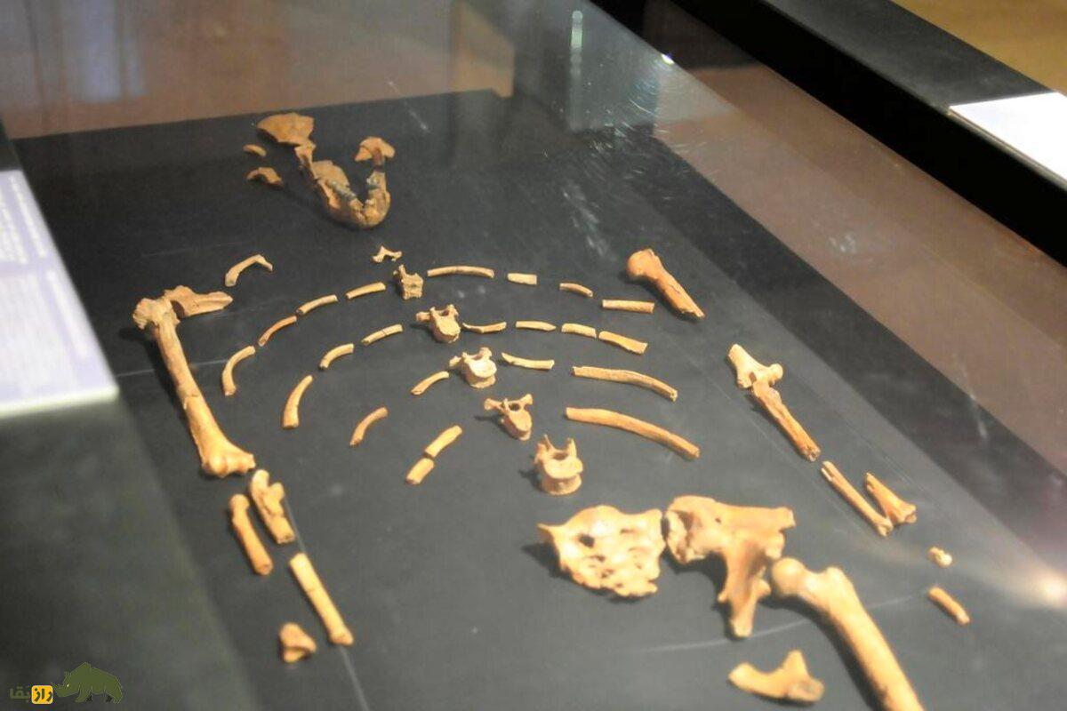 لوسی؛ فسیل شگفت‌انگیز ۳.۲ میلیون ساله که راز‌های تکامل انسان را فاش کرد و تاریخ را تغییر داد