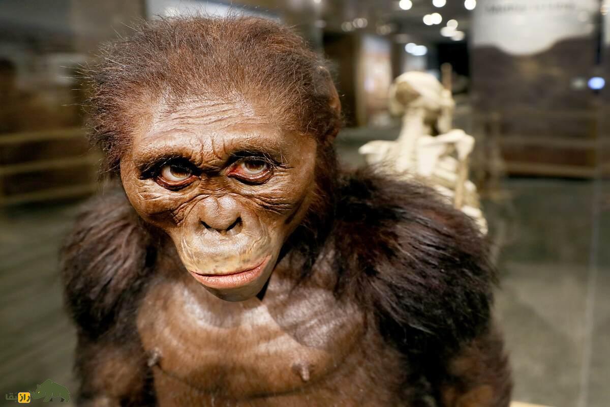 لوسی؛ فسیل شگفت‌انگیز ۳.۲ میلیون ساله که راز‌های تکامل انسان را فاش کرد و تاریخ را تغییر داد