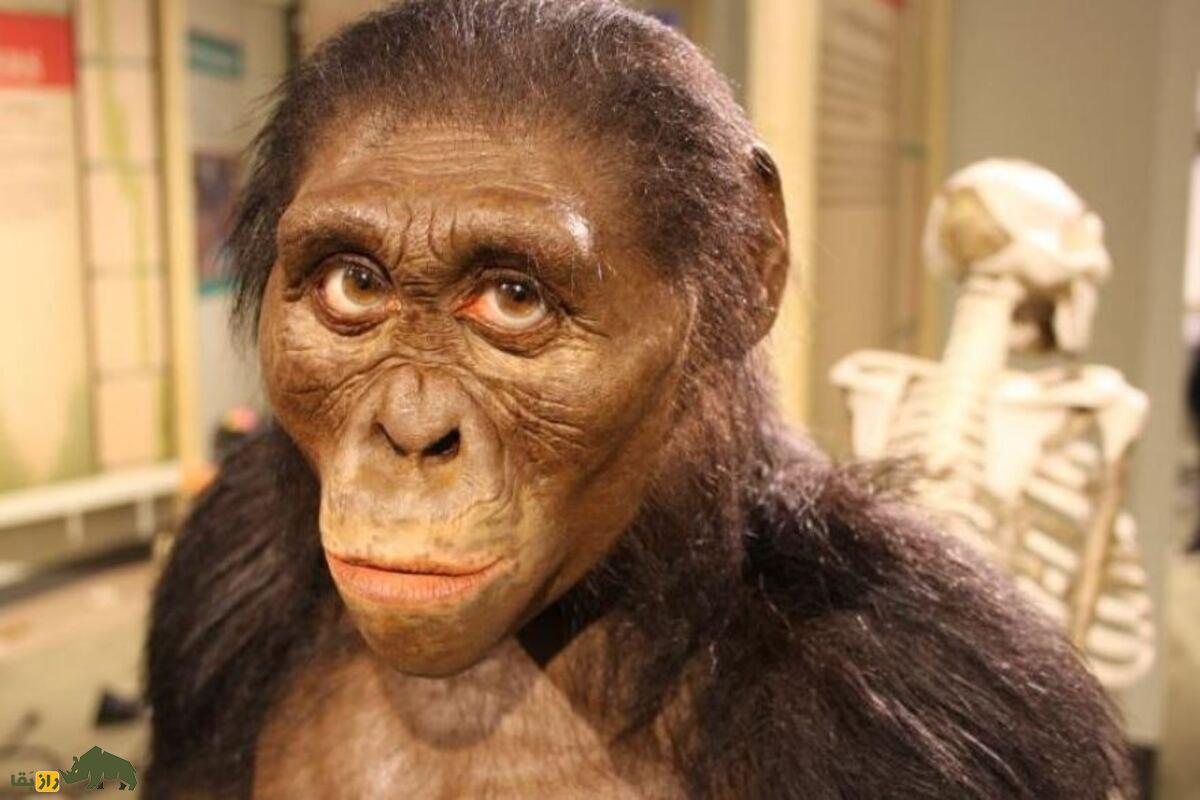 لوسی؛ فسیل شگفت‌انگیز ۳.۲ میلیون ساله که راز‌های تکامل انسان را فاش کرد و تاریخ را تغییر داد