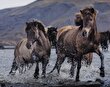 ویدئو | اسب ایسلندی؛ عجیب‌ترین اسب جهان که حرکت چهار زمانه دارد و مانند انسان می‌دود!
