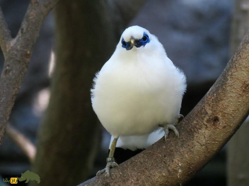 مینای بالی
