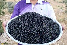 آلوکک؛ گیلاسی خودرو، خوشمزه و پرخاصیت که هم درمانگر است و هم باعث خفگی انسان می‌شود!