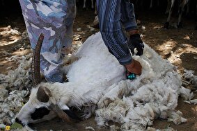 سنگچینی یا پشمآویزی؛ مراسمی برای گوسفند مرده در بین عشایر کرمانشاه و لرستان که به «یادگار گرفتن» مشهور است