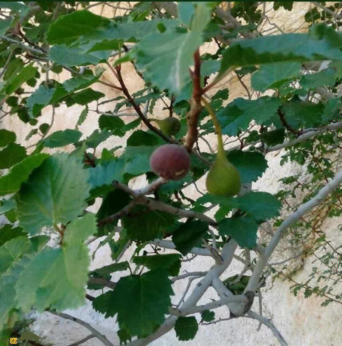 کیجو؛ میوهای صخرهنشین و کمیاب و درمانگرِ تن و روان انسان است! کیجو؛ میوهای صخرهنشین و کمیاب و درمانگرِ تن و روان انسان است!