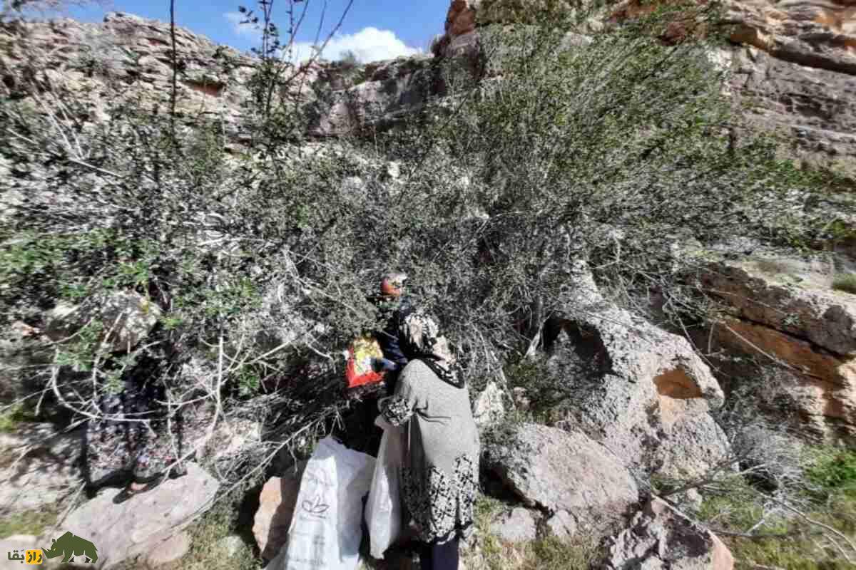 کیجو؛ میوهای صخرهنشین و کمیاب و درمانگرِ تن و روان انسان است! کیجو؛ میوهای صخرهنشین و کمیاب و درمانگرِ تن و روان انسان است!