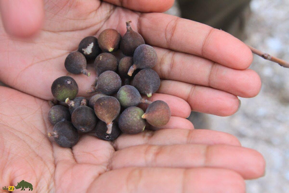 کیجو؛ میوهای صخرهنشین و کمیاب و درمانگرِ تن و روان انسان است! کیجو؛ میوهای صخرهنشین و کمیاب و درمانگرِ تن و روان انسان است!