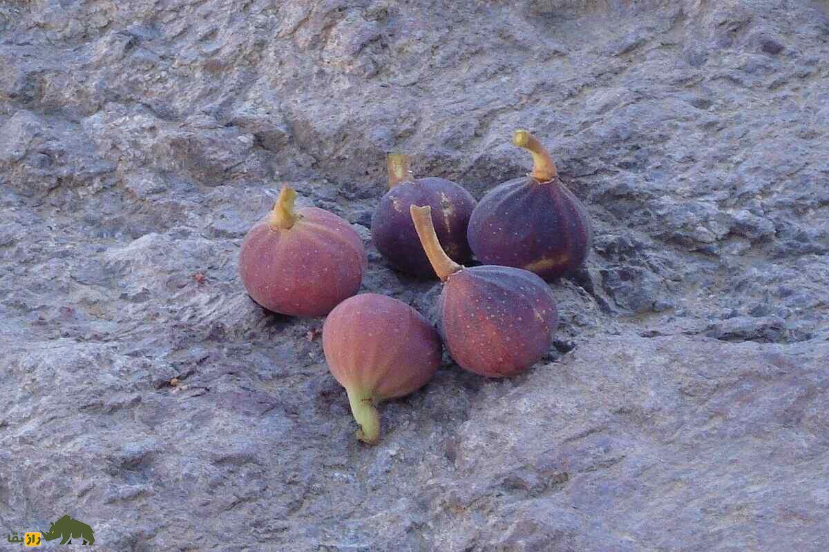 کیجو؛ میوهای صخرهنشین و کمیاب و درمانگرِ تن و روان انسان است! کیجو؛ میوهای صخرهنشین و کمیاب و درمانگرِ تن و روان انسان است!