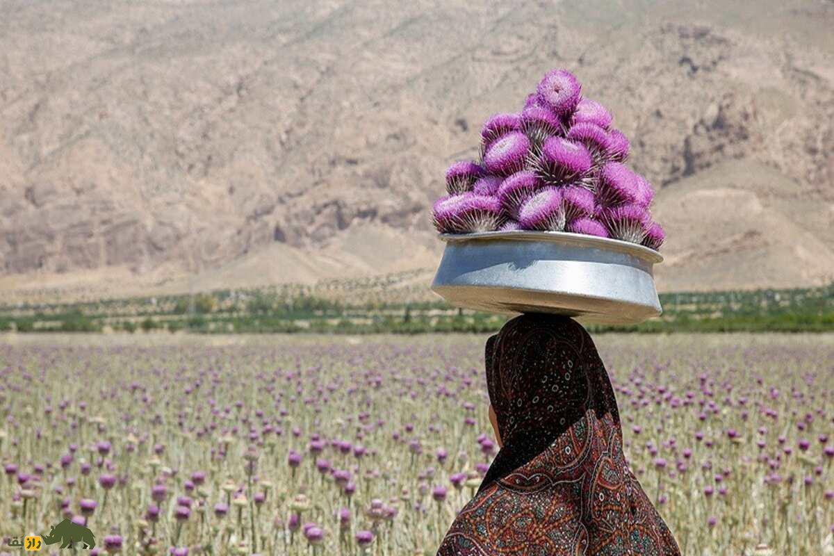 گل گوهر؛ گیاهی بومی ایران که با خارمریم اشتباه گرفتهمیشود و خواص دارویی بینظیری دارد گل گوهر؛ گیاهی بومی ایران که با خارمریم اشتباه گرفتهمیشود و خواص دارویی بینظیری دارد
