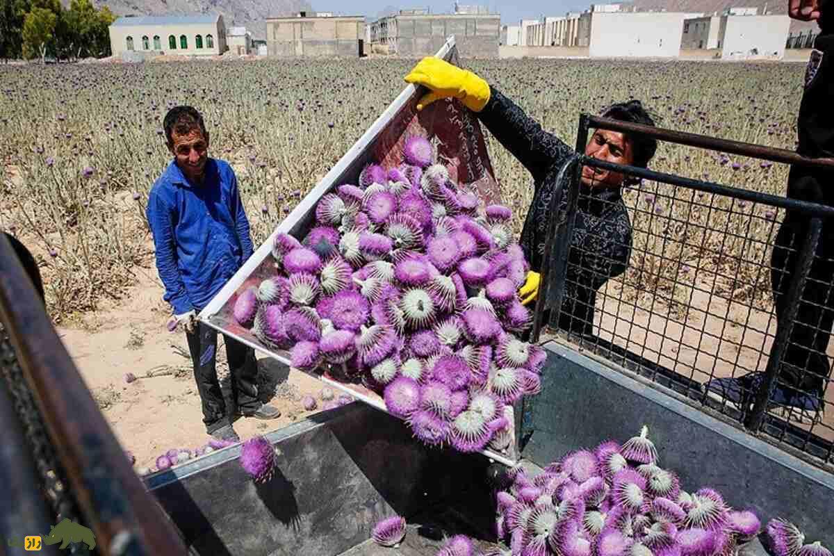 گل گوهر؛ گیاهی بومی ایران که با خارمریم اشتباه گرفتهمیشود و خواص دارویی بینظیری دارد گل گوهر؛ گیاهی بومی ایران که با خارمریم اشتباه گرفتهمیشود و خواص دارویی بینظیری دارد