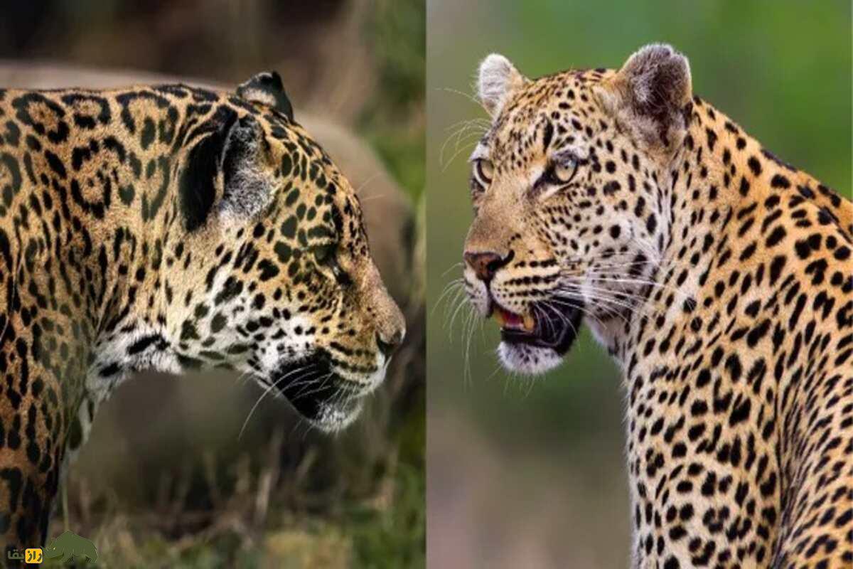 پلنگ و جگوار دقیقا چه تفاوتهایی با هم دارند؟ پلنگ و جگوار دقیقا چه تفاوتهایی با هم دارند؟
