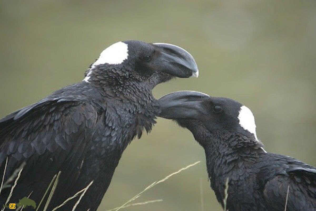 غراب نوککلفت؛ بزرگترین و باهوشترین پرنده اتیوپی با منقاری شگفتانگیز و ترسناک غراب نوککلفت؛ بزرگترین و باهوشترین پرنده اتیوپی با منقاری شگفتانگیز و ترسناک