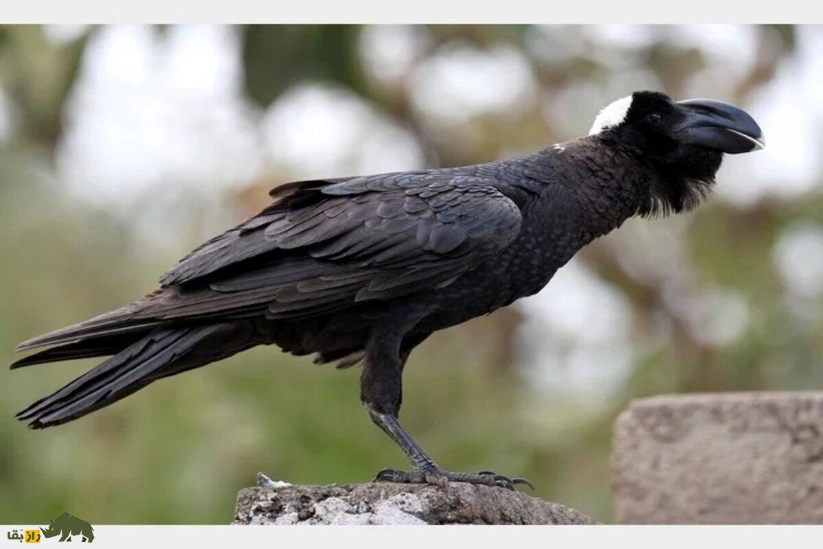 غراب نوککلفت؛ بزرگترین و باهوشترین پرنده اتیوپی با منقاری شگفتانگیز و ترسناک غراب نوککلفت؛ بزرگترین و باهوشترین پرنده اتیوپی با منقاری شگفتانگیز و ترسناک
