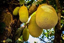 کالیر - کَندا؛ گیاهی مشهور به فریب معده که با «ارواح جنگل» ارتباط دارد و دو برگ آن دو هفته آدم را سیر می‌کند!