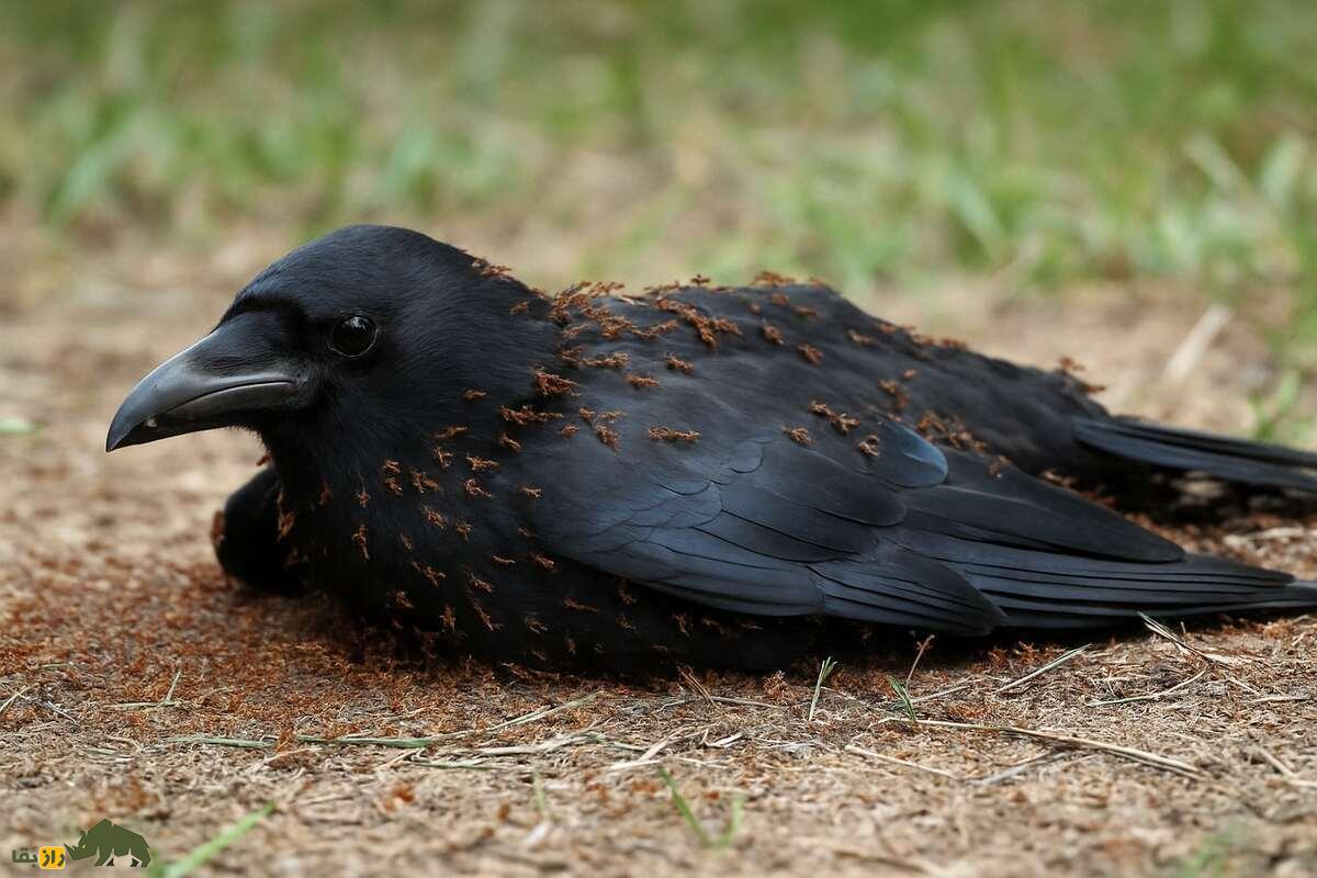 مورچه درمانی؛ چرا کلاغ‌ها، مرغ مینا و گنجشک‌ها در مواقعی از سال خود را در اختیار مورچه‌ها می‌گذارند؟