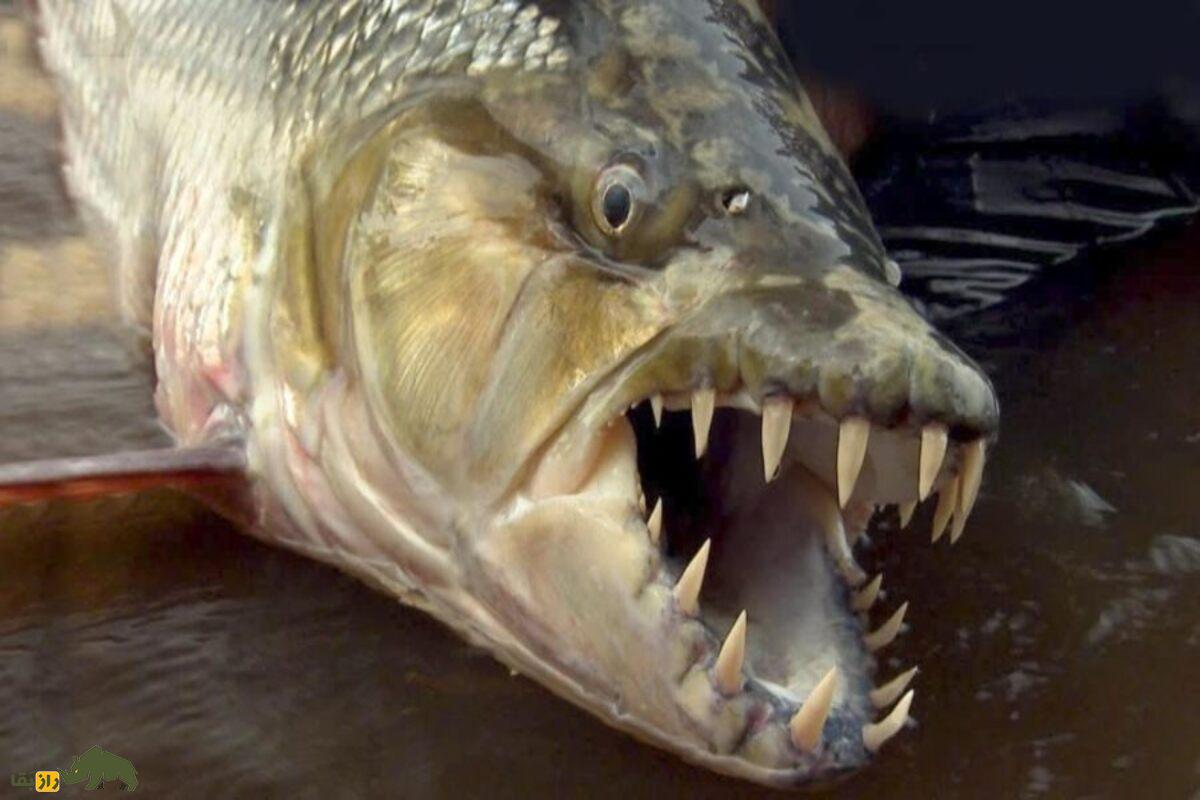 ماهی گولیات؛ شکارچی مرگبار رودخانههای آفریقا با دندانهایی مثل کوسه که به کروکودیلها حمله میکند ماهی گولیات؛ شکارچی مرگبار رودخانههای آفریقا با دندانهایی مثل کوسه که به کروکودیلها حمله میکند
