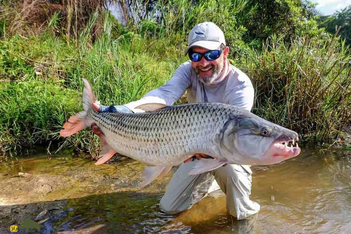ماهی گولیات؛ شکارچی مرگبار رودخانههای آفریقا با دندانهایی مثل کوسه که به کروکودیلها حمله میکند ماهی گولیات؛ شکارچی مرگبار رودخانههای آفریقا با دندانهایی مثل کوسه که به کروکودیلها حمله میکند