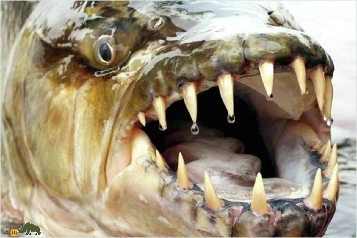 ماهی گولیات؛ شکارچی مرگبار رودخانههای آفریقا با دندانهایی مثل کوسه که به کروکودیلها حمله میکند ماهی گولیات؛ شکارچی مرگبار رودخانههای آفریقا با دندانهایی مثل کوسه که به کروکودیلها حمله میکند