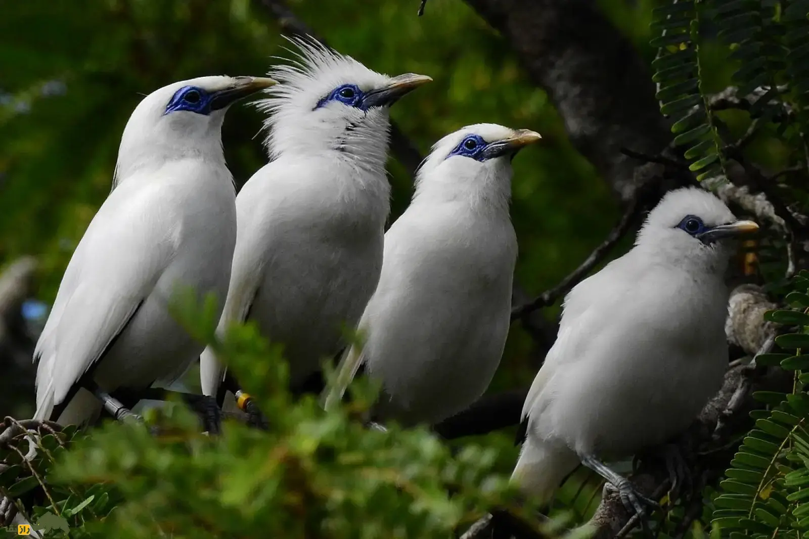 مینای بالی