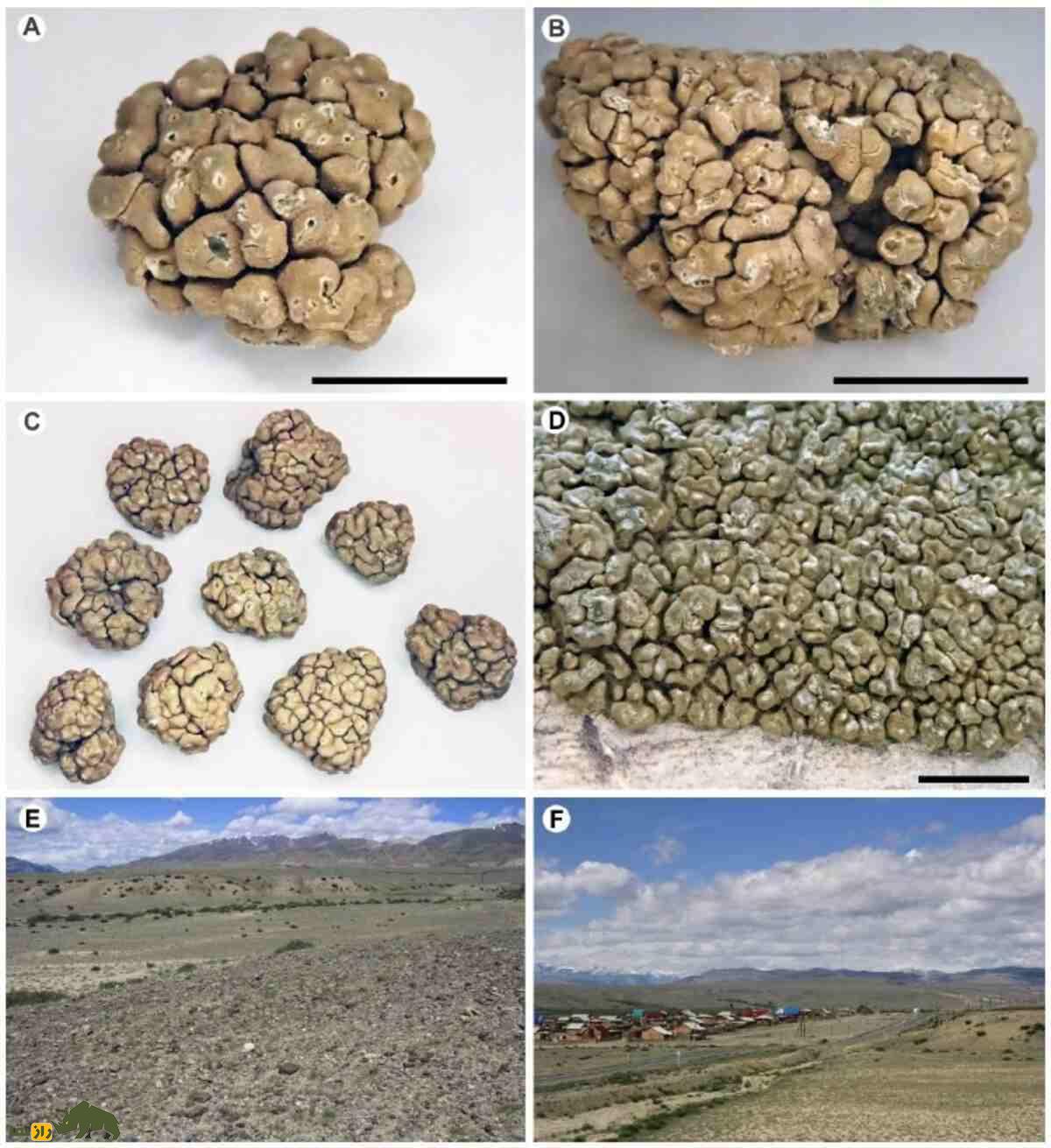 کشف گونهای جدید از گلسنگ در تخت جمشید؛ تهدیدی تازه برای میراث هخامنشی کشف گونهای جدید از گلسنگ در تخت جمشید؛ تهدیدی تازه برای میراث هخامنشی
