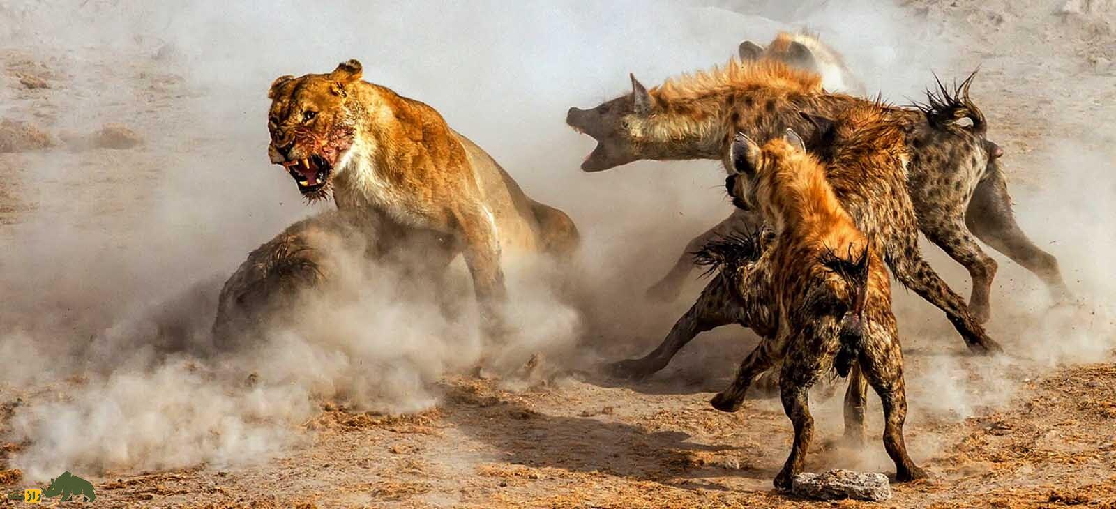 گرگ قویتر است یا کفتار و در نبرد تنبهتن گرگ و کفتار کدام برنده میشود؟ نبرد چندین کفتار با شیر