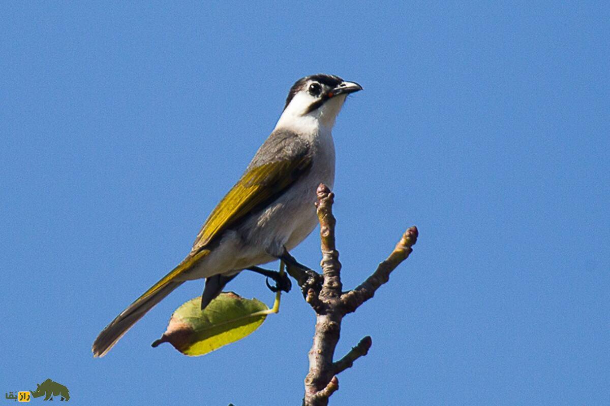 بلبل تایوانی؛ پرندهای جادویی با صدایی دلنشین که رابطه جنسی با بلبل چینی آن را در آستانه انقراض قرار داده است بلبل تایوانی؛ پرندهای جادویی با صدایی دلنشین که رابطه جنسی با بلبل چینی آن را در آستانه انقراض قرار داده است