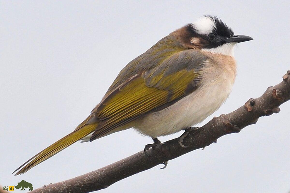 بلبل تایوانی؛ پرندهای جادویی با صدایی دلنشین که رابطه جنسی با بلبل چینی آن را در آستانه انقراض قرار داده است بلبل تایوانی؛ پرندهای جادویی با صدایی دلنشین که رابطه جنسی با بلبل چینی آن را در آستانه انقراض قرار داده است