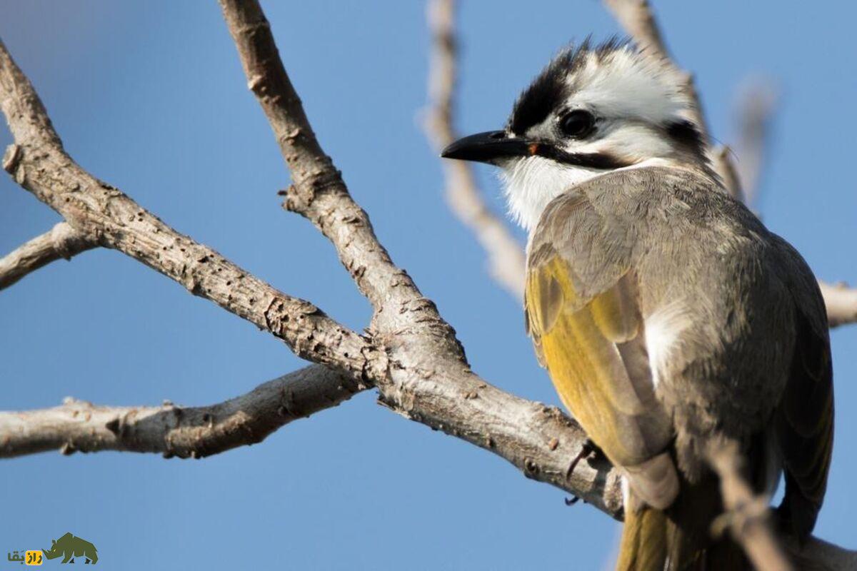 بلبل تایوانی؛ پرندهای جادویی با صدایی دلنشین که رابطه جنسی با بلبل چینی آن را در آستانه انقراض قرار داده است بلبل تایوانی؛ پرندهای جادویی با صدایی دلنشین که رابطه جنسی با بلبل چینی آن را در آستانه انقراض قرار داده است
