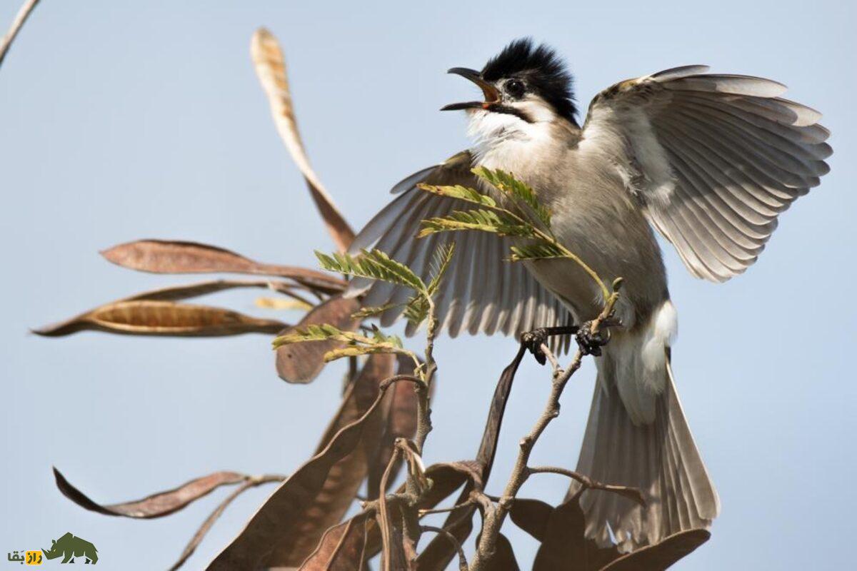 بلبل تایوانی؛ پرندهای جادویی با صدایی دلنشین که رابطه جنسی با بلبل چینی آن را در آستانه انقراض قرار داده است بلبل تایوانی؛ پرندهای جادویی با صدایی دلنشین که رابطه جنسی با بلبل چینی آن را در آستانه انقراض قرار داده است