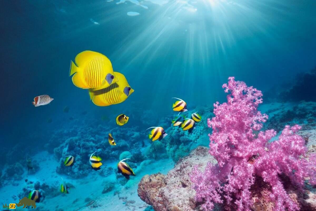 آیا ماهی‌ها آب می‌خورند؟