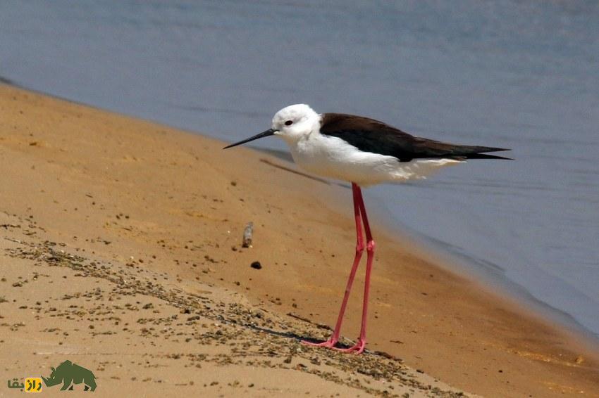 چوب‌پای بال‌سیاه