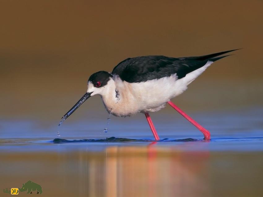 چوب‌پای بال‌سیاه