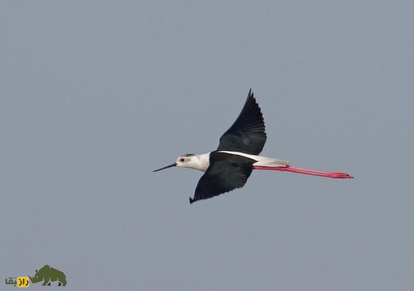 چوب‌پای بال‌سیاه