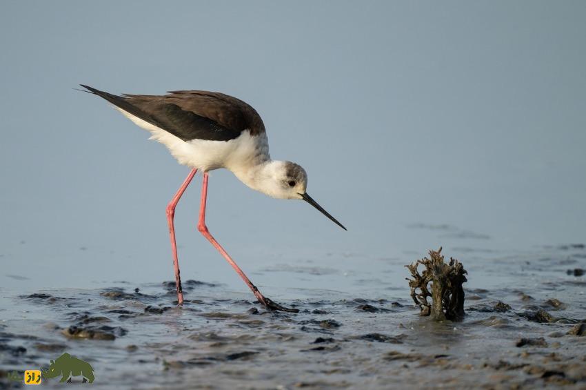 چوب‌پای بال‌سیاه