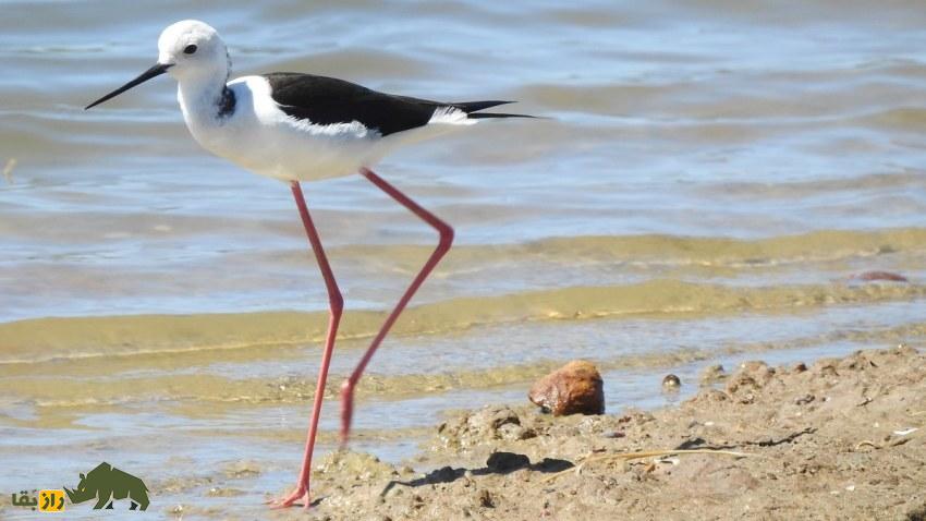 چوب‌پای بال‌سیاه