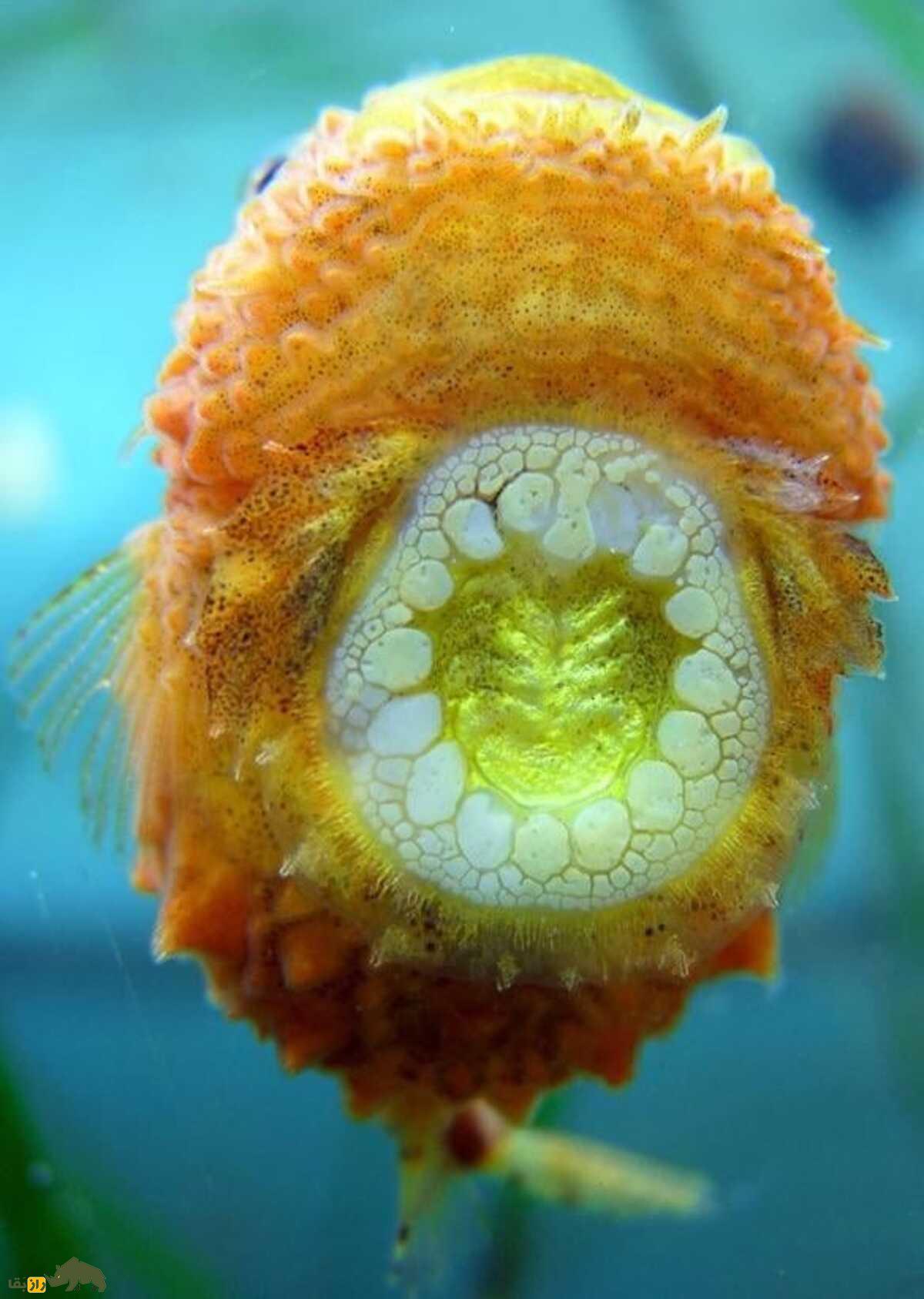 ماهی مکشی؛ موجود بامزه، اما عجیب با مکندهای شبیه دهان انسان که به صخره میچسبد و زره مینایی دارد! ماهی مکشی؛ موجود بامزه، اما عجیب با مکندهای شبیه دهان انسان که به صخره میچسبد و زره مینایی دارد!