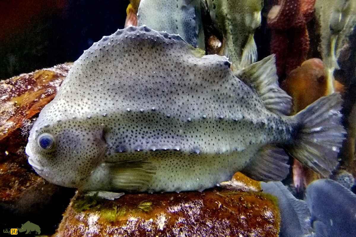 ماهی مکشی؛ موجود بامزه، اما عجیب با مکندهای شبیه دهان انسان که به صخره میچسبد و زره مینایی دارد! ماهی مکشی؛ موجود بامزه، اما عجیب با مکندهای شبیه دهان انسان که به صخره میچسبد و زره مینایی دارد!