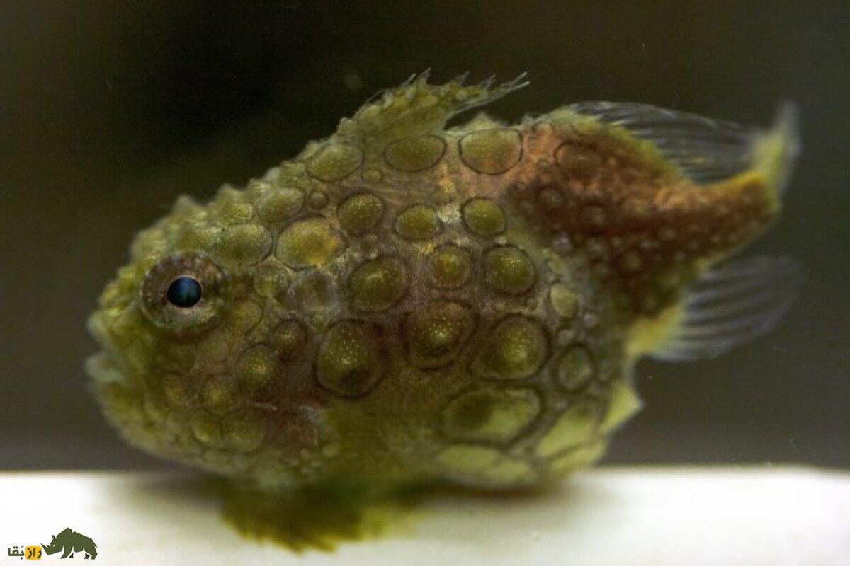 ماهی مکشی؛ موجود بامزه، اما عجیب با مکندهای شبیه دهان انسان که به صخره میچسبد و زره مینایی دارد! ماهی مکشی؛ موجود بامزه، اما عجیب با مکندهای شبیه دهان انسان که به صخره میچسبد و زره مینایی دارد!